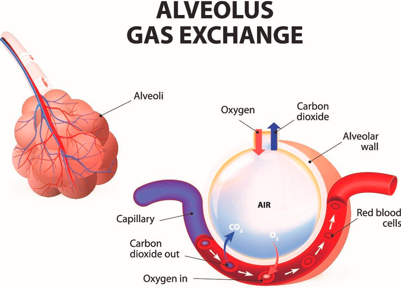 Les tissus pulmonaires sains échangent suffisamment d'oxygène.