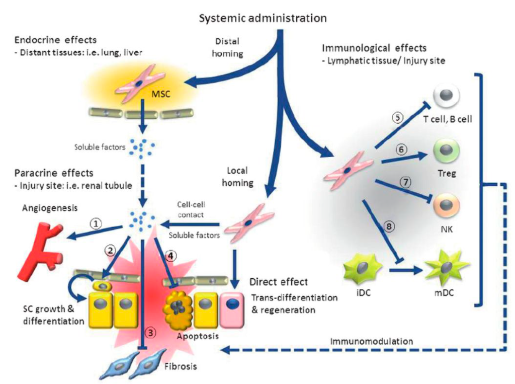 Effects of system administration of stem cells